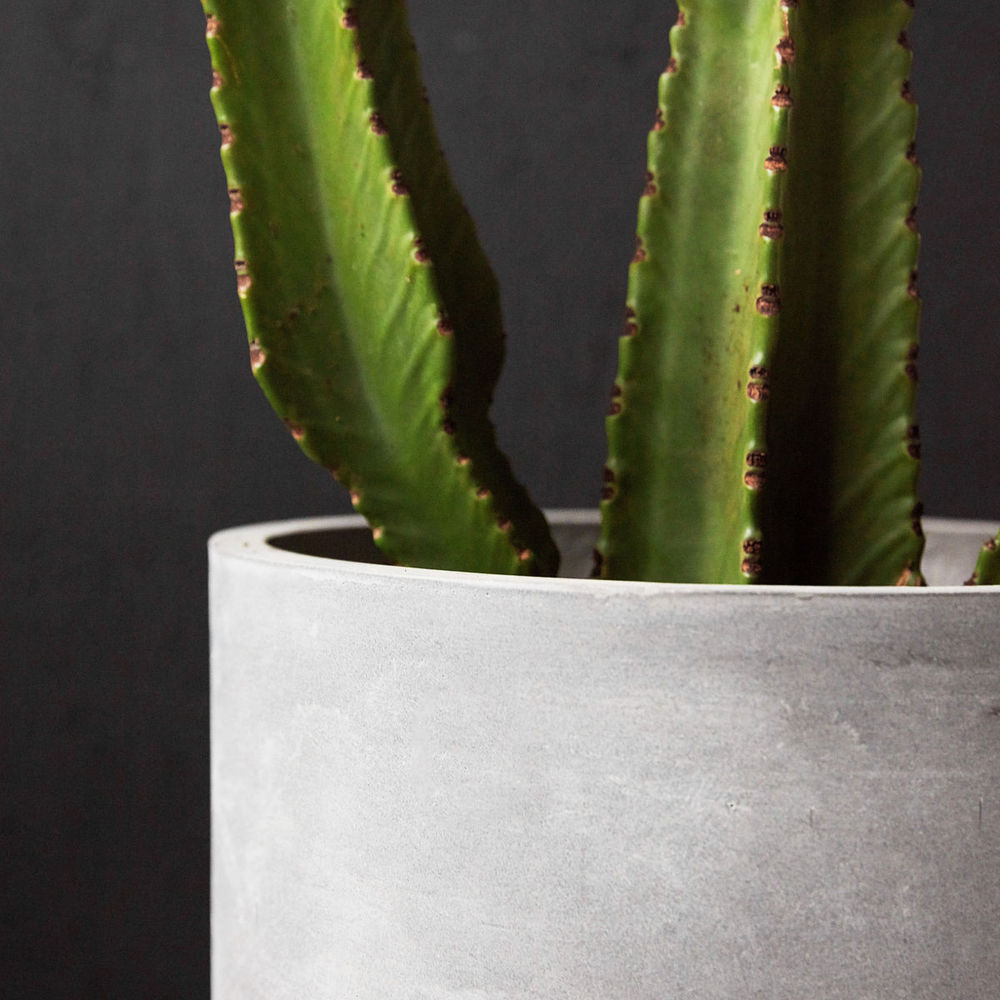 Hausarzt Pflanzen, Gard, Grau