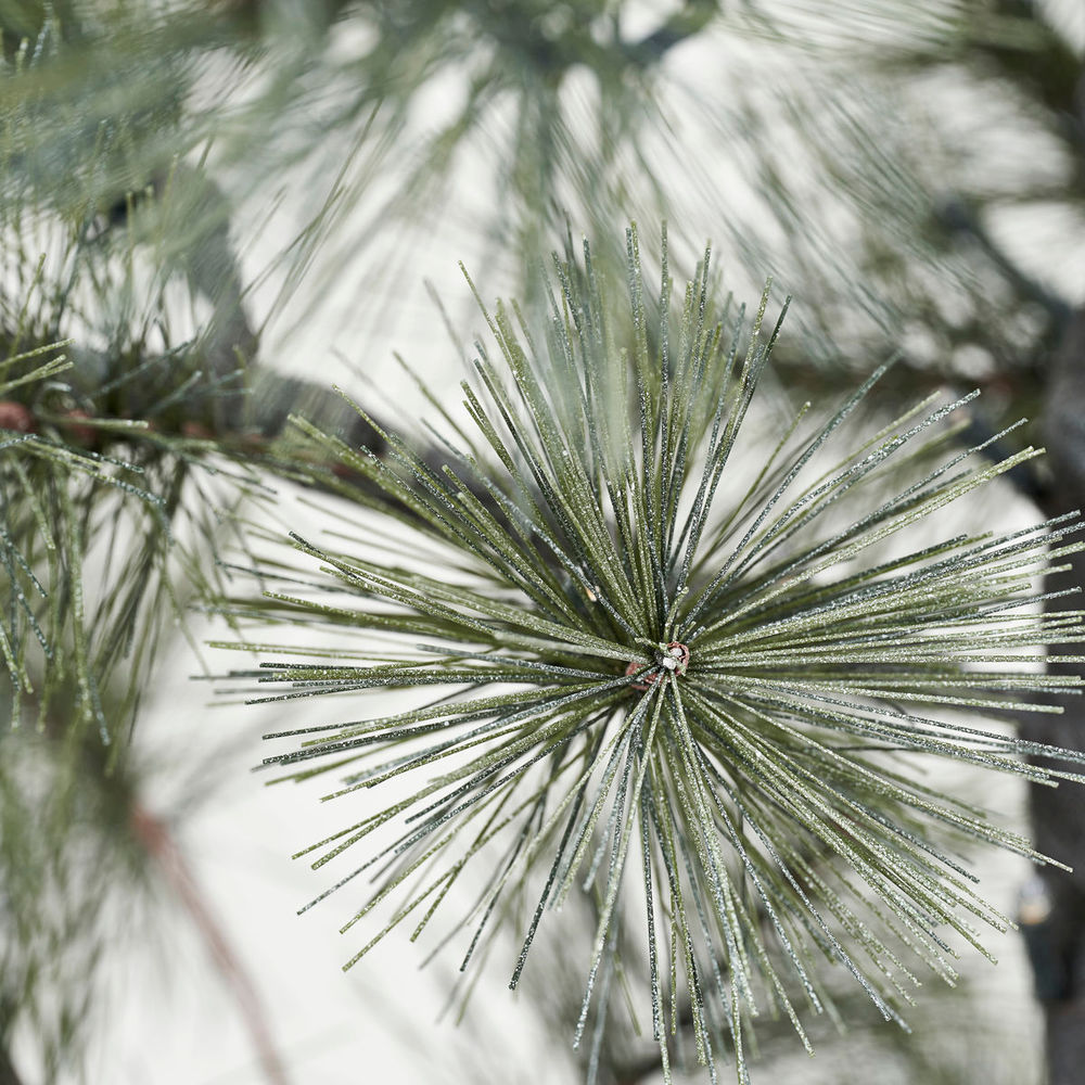 Hausarzt Weihnachts baum mit LED-Leuchten, Peuce, Natur