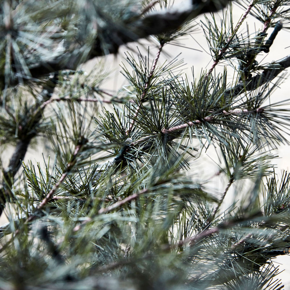 Hausarzt Weihnachts baum mit LED-Leuchten, Pin, Natur